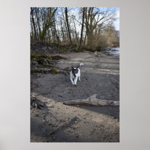 Capo von Oppenheim, Jack Russell Terrier hund Poster