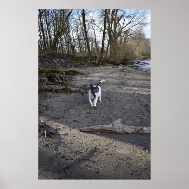 Capo von Oppenheim, Jack Russell Terrier hund Poster (Framsidan)