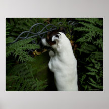 Capo von Oppenheim, Jack Russell Terrier hund