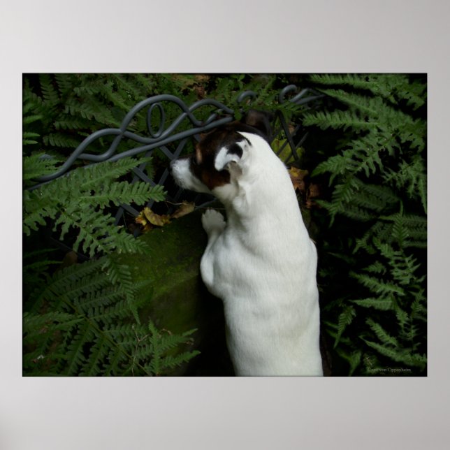 Capo von Oppenheim, Jack Russell Terrier hund Poster (Framsidan)