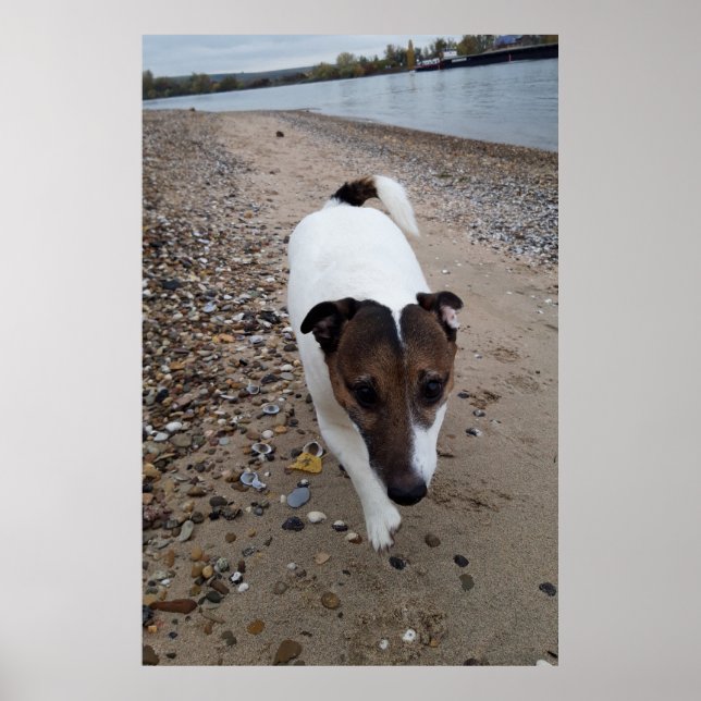Capo von Oppenheim, Jack Russell Terrier hund Poster (Framsidan)