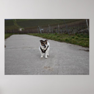Capo von Oppenheim, Jack Russell Terrier hund Poster