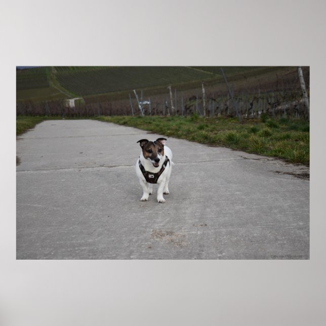 Capo von Oppenheim, Jack Russell Terrier hund Poster (Framsidan)