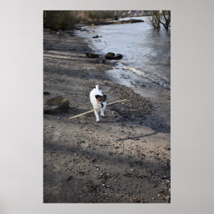 Capo von Oppenheim, Jack Russell Terrier hund Poster