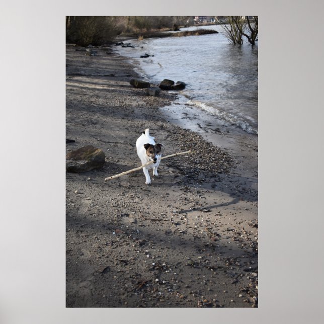 Capo von Oppenheim, Jack Russell Terrier hund Poster (Framsidan)