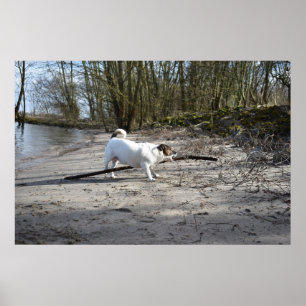 Capo von Oppenheim, Jack Russell Terrier Hund Poster