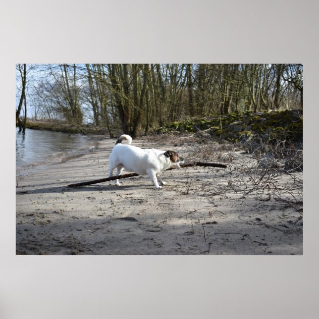 Capo von Oppenheim, Jack Russell Terrier Hund Poster (Framsidan)