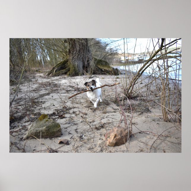 Capo von Oppenheim, Jack Russell Terrier Hund Poster (Framsidan)