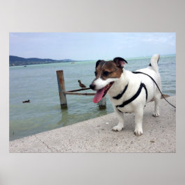 Capo von Oppenheim, Jack Russell Terrier Hund Poster