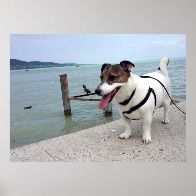 Capo von Oppenheim, Jack Russell Terrier Hund Poster (Framsidan)