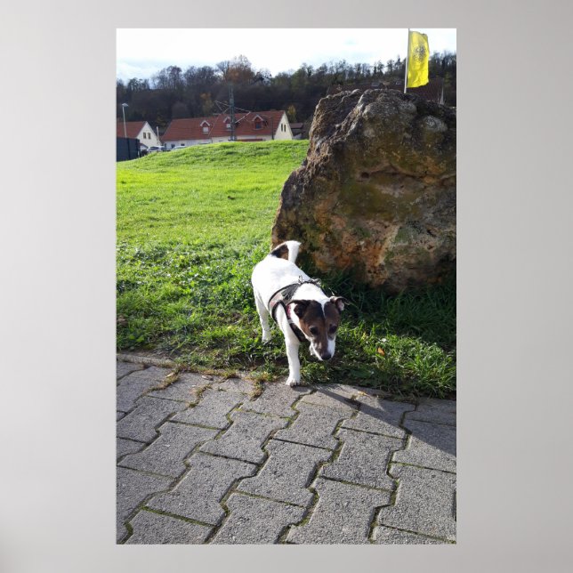 Capo von Oppenheim, Jack Russell Terrier hund Poster (Framsidan)