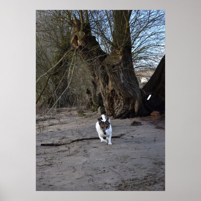Capo von Oppenheim, Jack Russell Terrier Hund Poster (Framsidan)