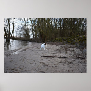 Capo von Oppenheim, Jack Russell Terrier Hund Poster