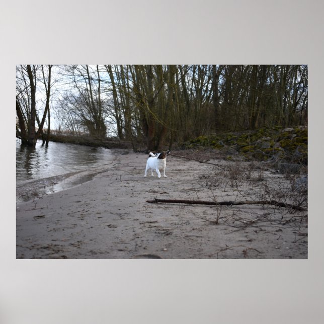 Capo von Oppenheim, Jack Russell Terrier Hund Poster (Framsidan)