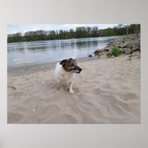 Capo von Oppenheim, Jack Russell Terrier Hund Poster