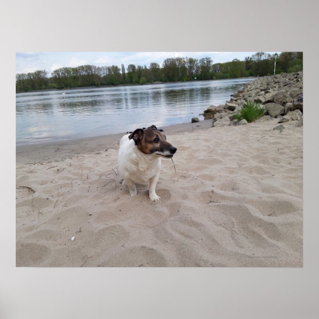 Capo von Oppenheim, Jack Russell Terrier Hund Poster (Framsidan)