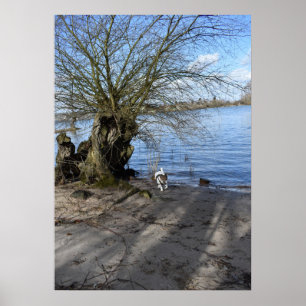 Capo von Oppenheim, Jack Russell Terrier Hund Poster