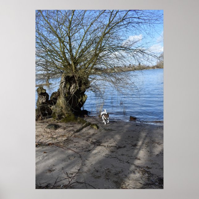 Capo von Oppenheim, Jack Russell Terrier Hund Poster (Framsidan)