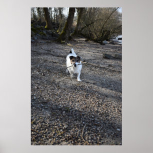Capo von Oppenheim, Jack Russell Terrier hund Poster
