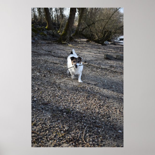 Capo von Oppenheim, Jack Russell Terrier hund Poster (Framsidan)