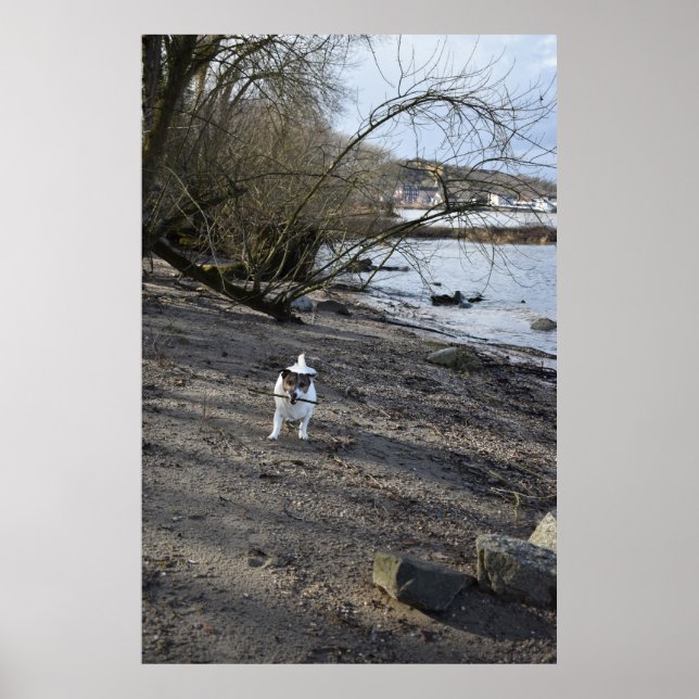Capo von Oppenheim, Jack Russell Terrier hund Poster (Framsidan)