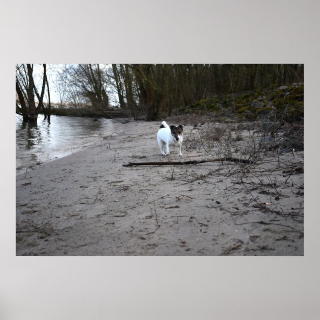 Capo von Oppenheim, Jack Russell Terrier Hund Poster (Framsidan)
