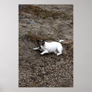 Capo von Oppenheim, Jack Russell Terrier hund Poster