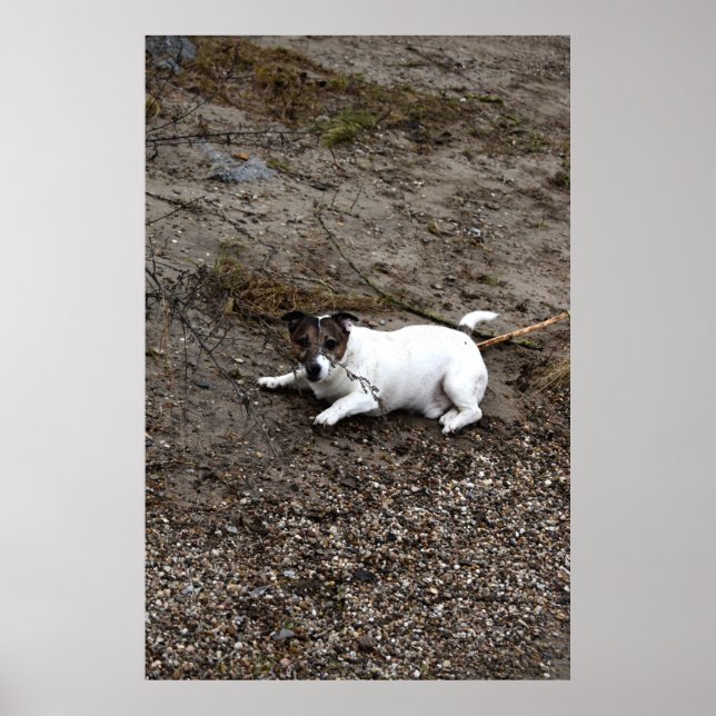 Capo von Oppenheim, Jack Russell Terrier hund Poster (Framsidan)