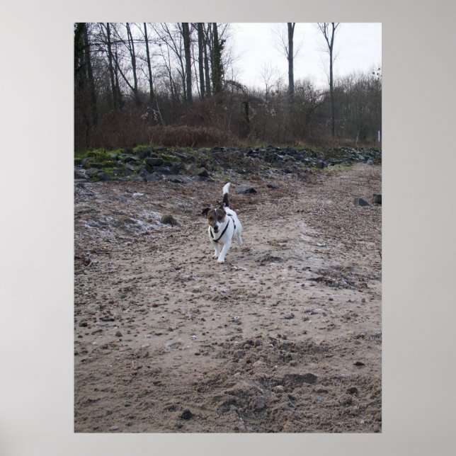 Capo von Oppenheim, Jack Russell Terrier hund Poster (Framsidan)