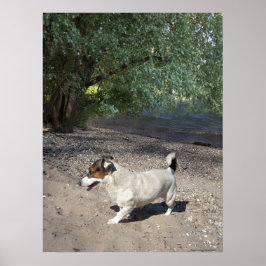 Capo von Oppenheim, Jack Russell Terrier hund Poster