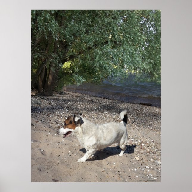 Capo von Oppenheim, Jack Russell Terrier hund Poster (Framsidan)