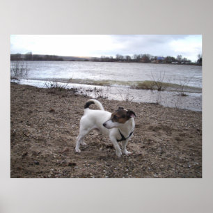 Capo von Oppenheim, Jack Russell Terrier hund Poster