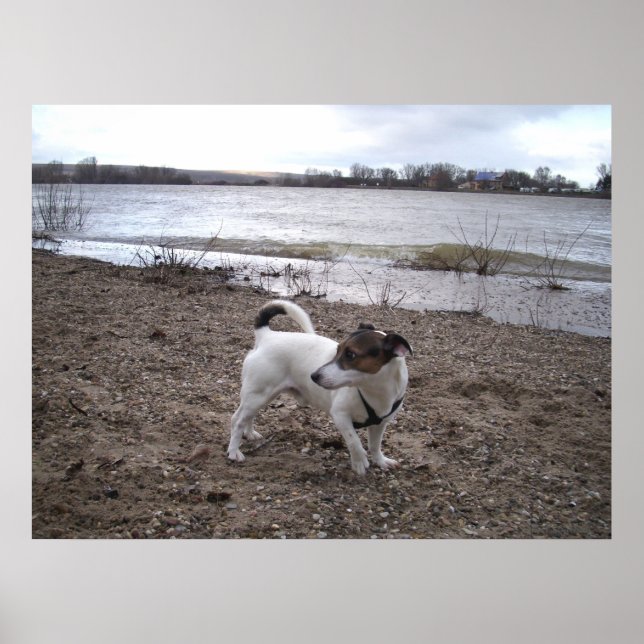 Capo von Oppenheim, Jack Russell Terrier hund Poster (Framsidan)