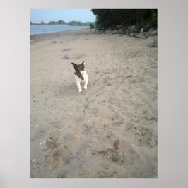 Capo von Oppenheim, Jack Russell Terrier hund Poster