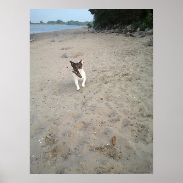 Capo von Oppenheim, Jack Russell Terrier hund Poster (Framsidan)