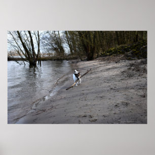 Capo von Oppenheim, Jack Russell Terrier Hund Poster