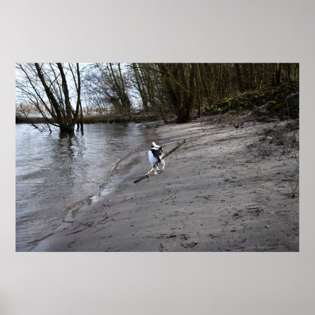 Capo von Oppenheim, Jack Russell Terrier Hund Poster (Framsidan)