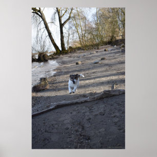 Capo von Oppenheim, Jack Russell Terrier hund Poster