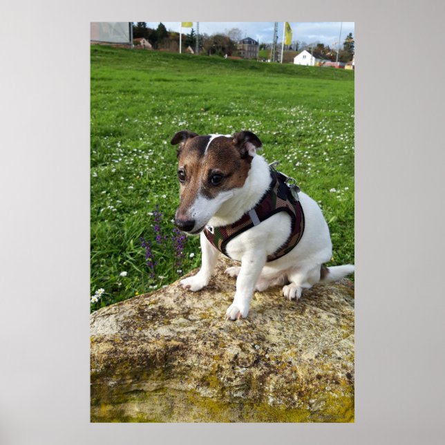 Capo von Oppenheim, Jack Russell Terrier hund Poster (Framsidan)