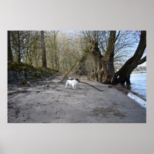 Capo von Oppenheim, Jack Russell Terrier Hund Poster