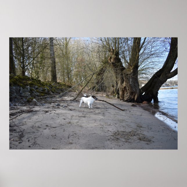 Capo von Oppenheim, Jack Russell Terrier Hund Poster (Framsidan)