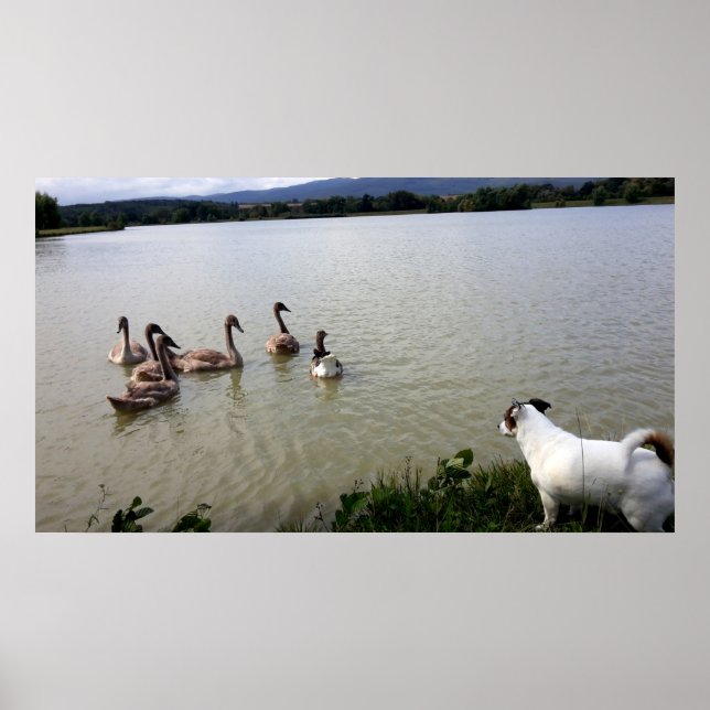 Capo von Oppenheim, Jack Russell Terrier Hund Poster (Framsidan)