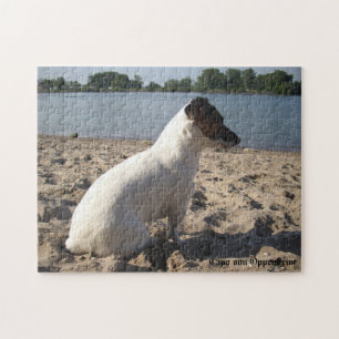 Capo von Oppenheim, Jack Russell Terrier Hund Pussel
