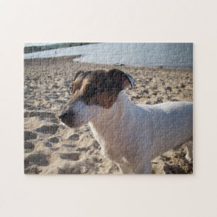 Capo von Oppenheim, Jack Russell Terrier Hund Pussel