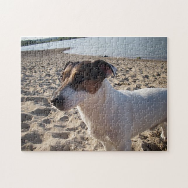 Capo von Oppenheim, Jack Russell Terrier Hund Pussel (Horisontell)
