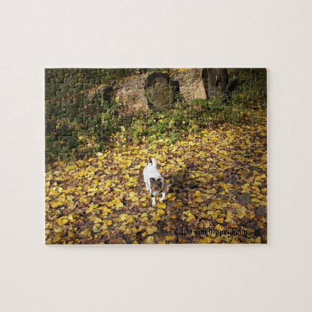 Capo von Oppenheim, Jack Russell Terrier Hund Pussel (Horisontell)