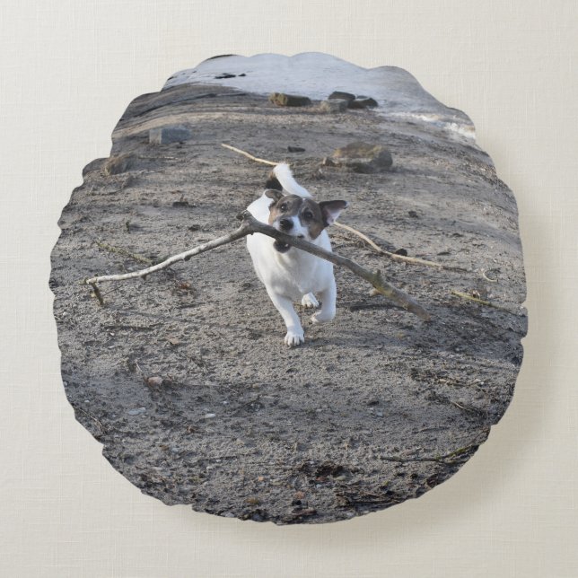 Capo von Oppenheim Jack Russell Terrier, Hund Rund Kudde (Framsidan)