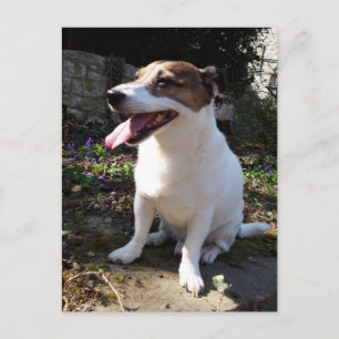 Capo von Oppenheim, Jack Russell Terrier Hund Vykort
