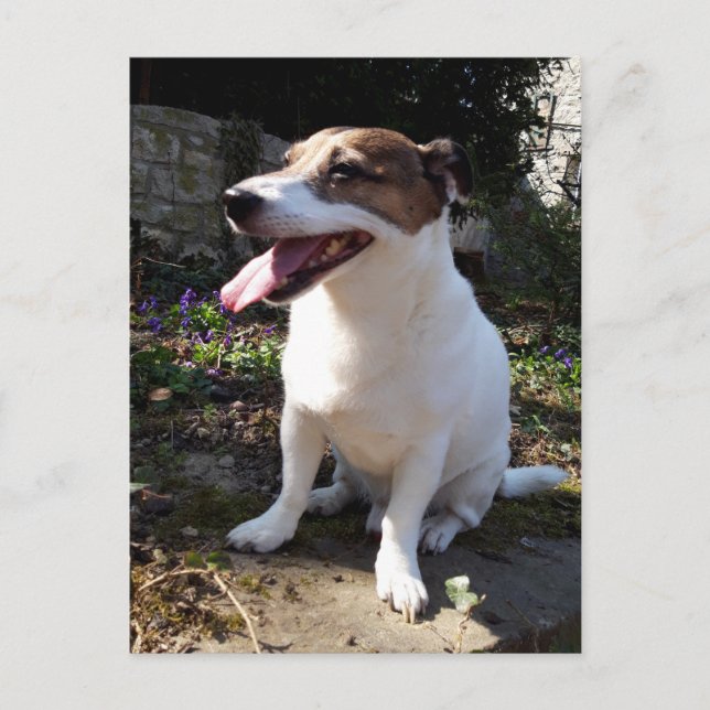 Capo von Oppenheim, Jack Russell Terrier Hund Vykort (Framsida)