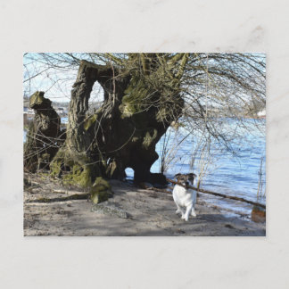 Capo von Oppenheim, Jack Russell Terrier Hund Vykort